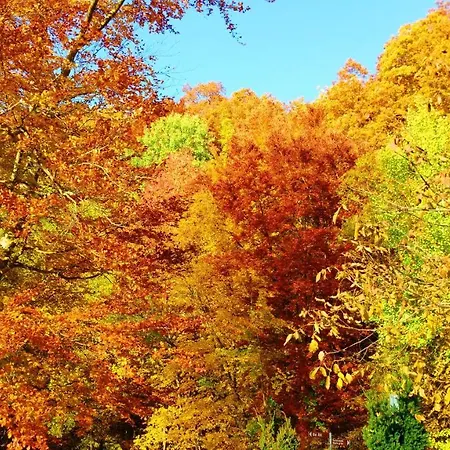 度假居 Ferienhaus Eifelcottage Am Waldseepfad - Badesee Traumferienhaeuser-eifel *